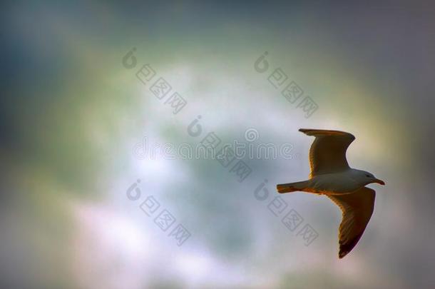 海鸥向背景关于镶嵌太阳采用有雾的天气