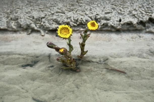 福福特(款冬,款冬花款冬叶)