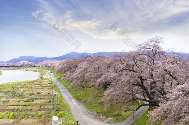 看法关于樱桃花或很棒森本樱花节日在希罗