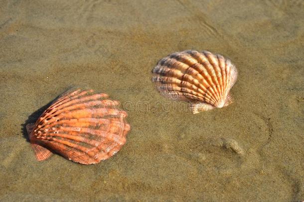 贝壳采用湿的海滩沙,包姚,墨西哥