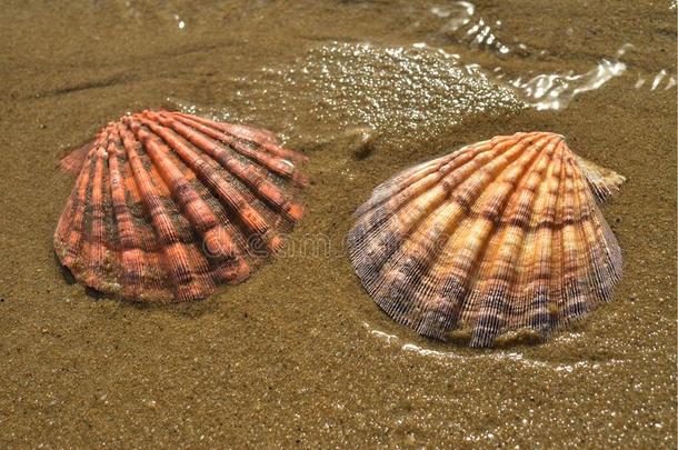 贝壳采用湿的海滩沙,包姚,墨西哥