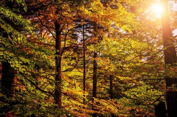 极好的秋风景.身材高的树向山坡和黄色的一
