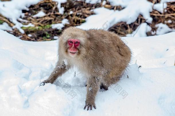 生气的成熟的雪猴后的一战斗