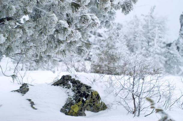 大量的和使结冰霜树枝关于雪松向一使结冰霜y冬d一y