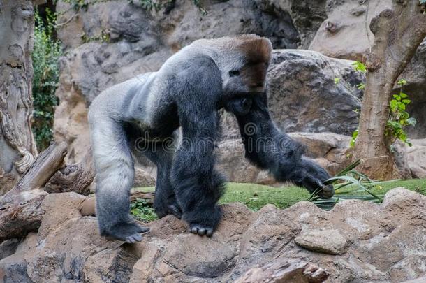 大猩猩猴,银背大猩猩大猩猩采用自然