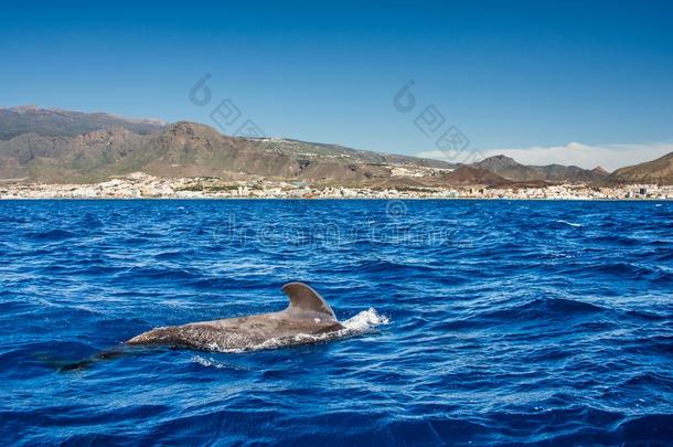 飞行员鲸,领航鲸属梅尔,特内里费岛岛,金丝雀岛s