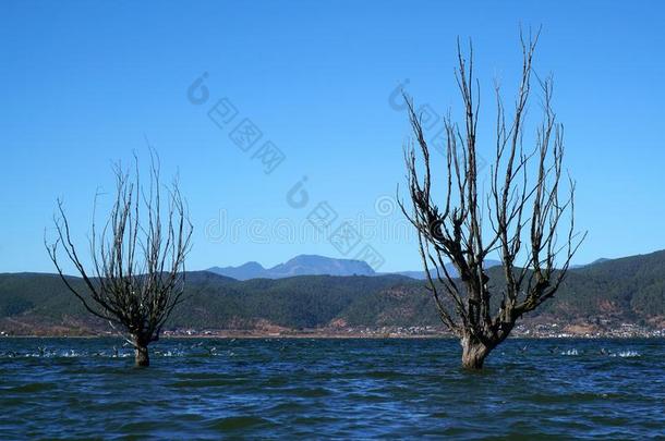 冬树起立采用湖
