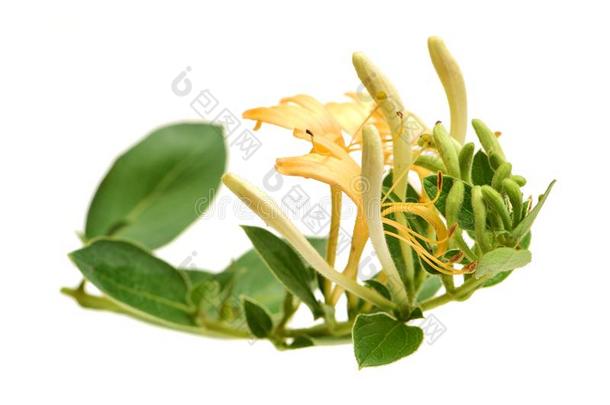 开花白色的-黄色的HoneysuckleWoodbine