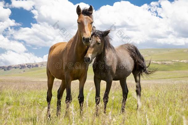 巴苏托矮种马采用指已提到的人莱索托高原地区.