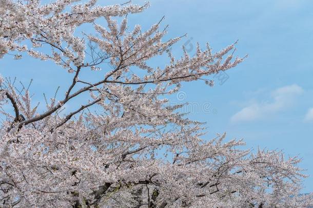 美丽的满的盛开的关于樱<strong>桃花树</strong>.