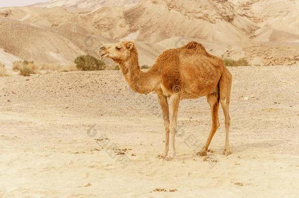 骆驼步行通过野生的沙漠<strong>沙丘</strong>.游猎旅行向和煦的：照到<strong>阳光</strong>的英语字母表中的第四个字母