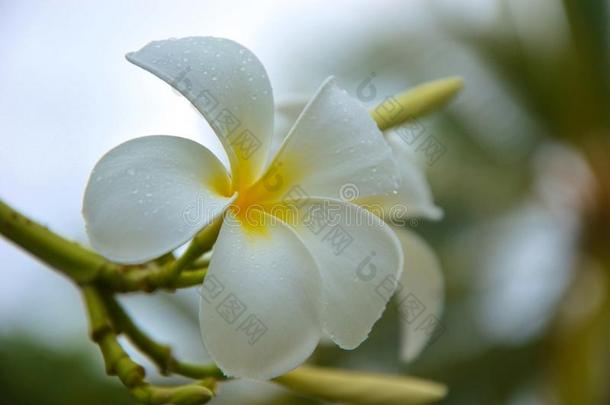自然花白色的美好植物群花树精神饱满水珠