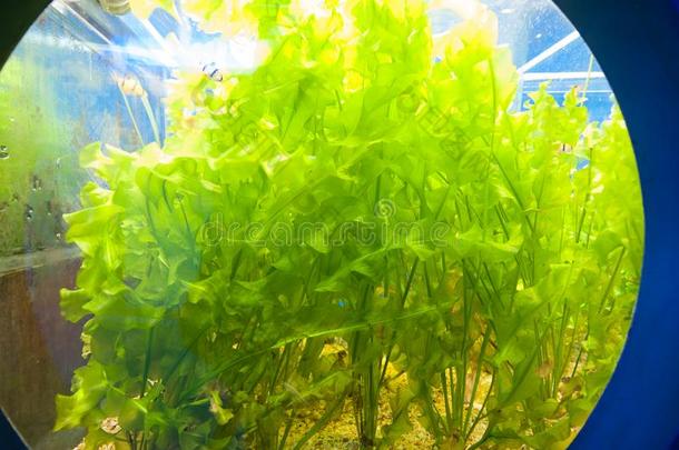 马尾藻类海草-海的水藻-海藻