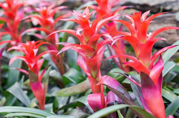 美丽的关于凤梨科植物花.红色的凤梨科植物采用凤梨科植物花园