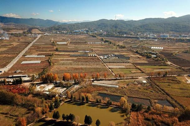 鸟看法田采用金色的秋