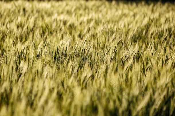 绿色的草田富有的收割小麦田新鲜的农作物关于小麦