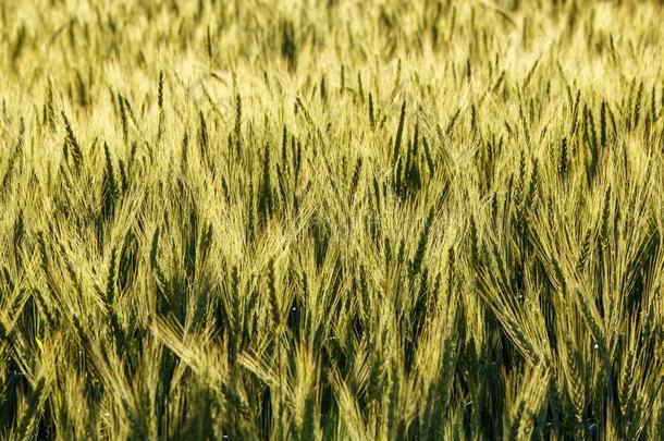 绿色的草田富有的收割小麦田新鲜的农作物关于小麦