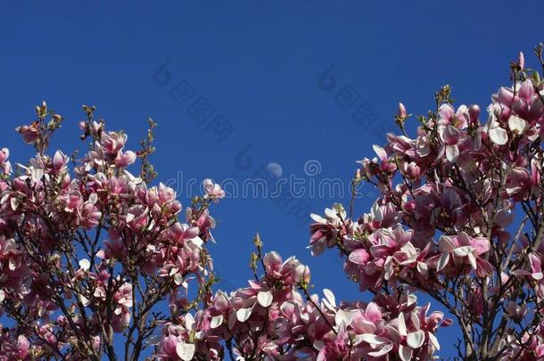 美丽的春季自然背景和开花木兰树