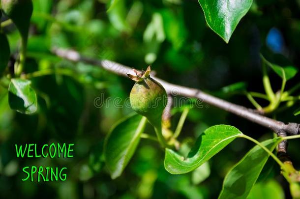 欢<strong>迎春</strong>季,信息和美丽的自然地点关于绿色的豌豆
