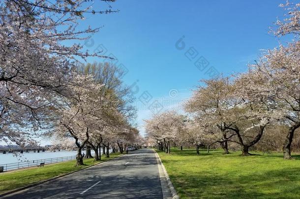 指已提到的人樱桃花节日采用Wash采用gtondacapo又,美利坚合众国