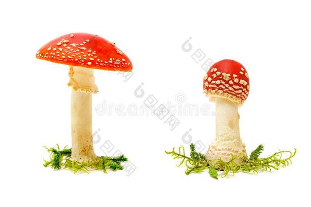 飞蘑菇<strong>木耳</strong>或飞伞形毒菌蘑菇向一白色的b一ckground