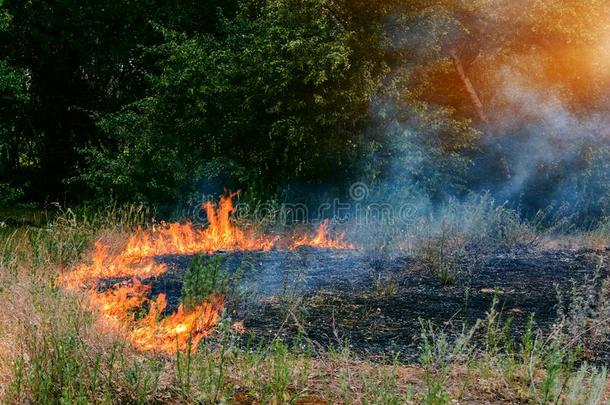森林火燃烧的,Wild火关在上面在一天时间