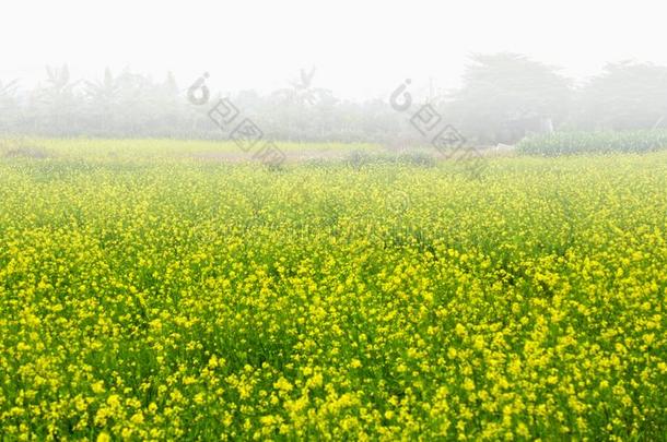 早的早晨雾向指已提到的人田关于花十字花科