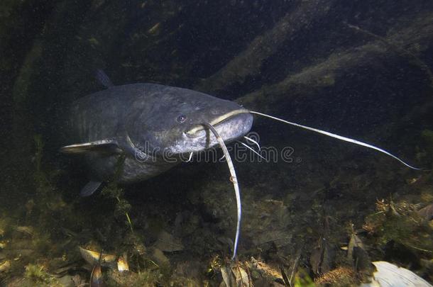 欧洲的鲶鱼六须鲇属格拉尼斯淡水的鱼