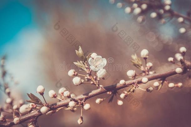 白色的樱<strong>桃花树</strong>枝春季一天