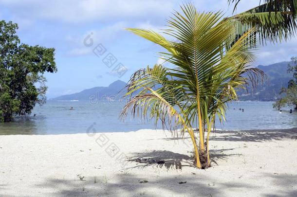 热带的椰子手掌椰子树向白色的海滩