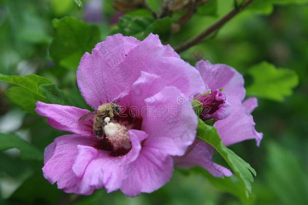 犯错误蜜蜂收集花粉从一玫瑰关于sh一ron花