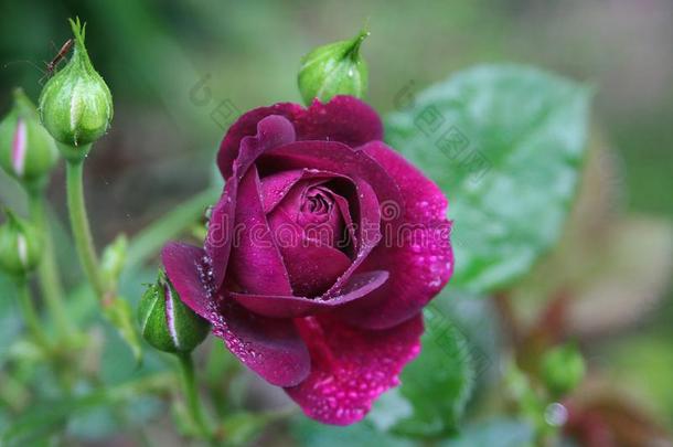 戏剧的红色的-紫色的玫瑰布满颗粒和雨点