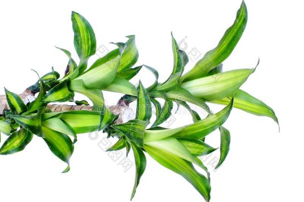 绿色的龙血树属植物桂花谷类的秆龙血树属植物隔离的向一白色的英语字母表的第2个字母