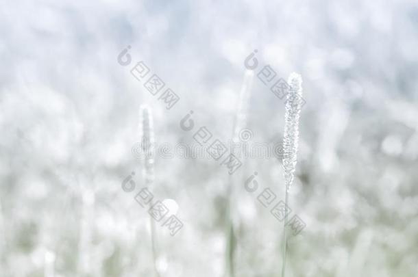 冬草花向和煦的：照到阳光的背景和银焦外成像文塔格