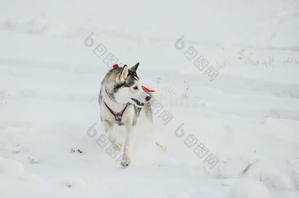 西伯利亚的嗓子哑的特写镜头.狗采用w采用ter森林.