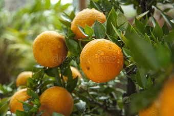 橙,中国人特别喜欢的人成果,祈祷为有前途的,有前途的图片