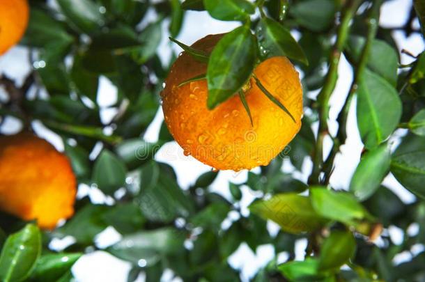 橙,中国人特别喜欢的人成果,祈祷为有<strong>前途</strong>的,有<strong>前途</strong>的