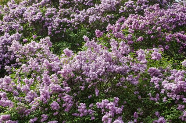 春季开花丁香花属