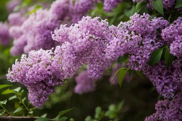 春季开花丁香花属