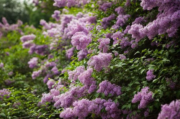 春季开花丁香花属