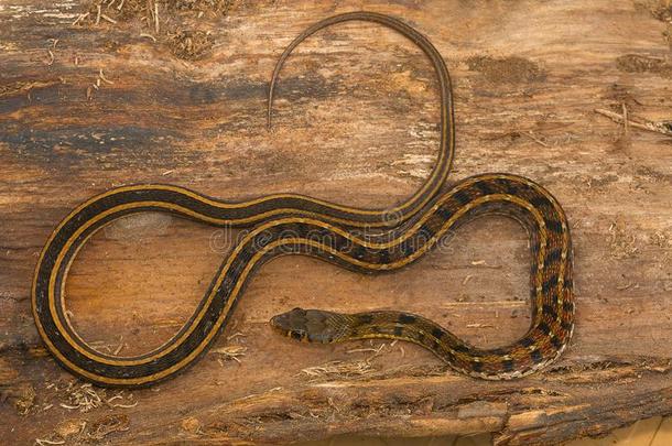 米色有条纹的龙骨蛇,Amphiesmastolata从卡斯高原