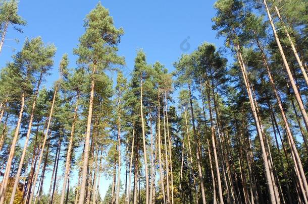 森林和蓝色天采用欧洲采用指已提到的人夏