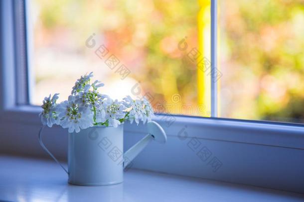 美丽的小的花束关于白色的屈曲花属植物采用小的water采用gaux.能够