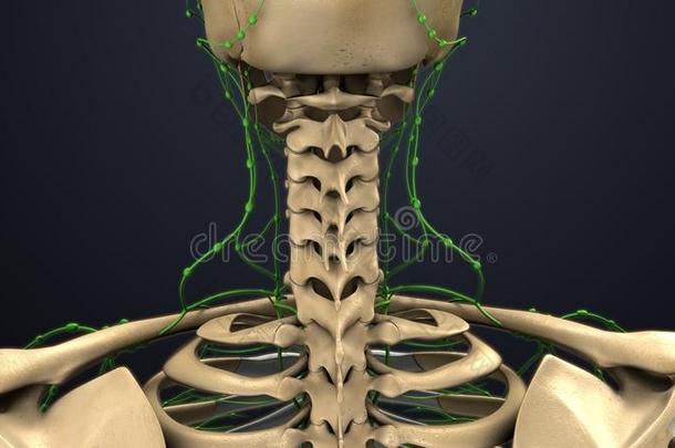 骨骼的骨骼在颈和淋巴节