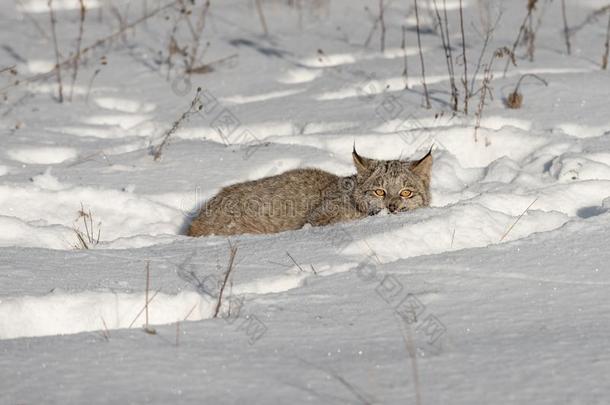 加拿大人的猞猁猞猁卡纳登西斯蹲着的姿势采用雪