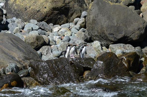 峡湾有顶饰的企鹅采用新的西兰岛