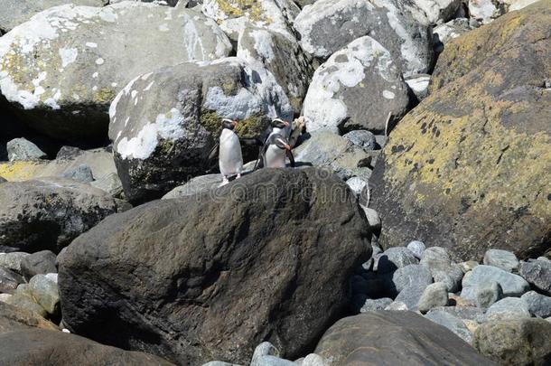 峡湾有顶饰的<strong>企鹅</strong>采用新的西兰岛