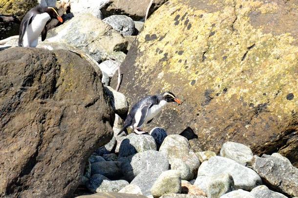 峡湾有顶饰的企鹅采用新的西兰岛