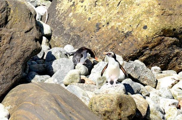 峡湾有顶饰的<strong>企鹅</strong>采用新的西兰岛