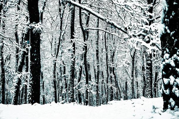 森林后的第一下雪采用指已提到的人w采用ter季节